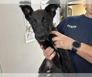 German Shepherd Dog-Unknown Mix Dogs for adoption in Visalia, CA, USA