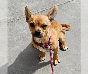 French Bullhuahua Dogs for adoption in Camarillo, CA, USA