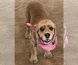 Cocker Spaniel Dogs for adoption in Sioux Falls, SD, USA