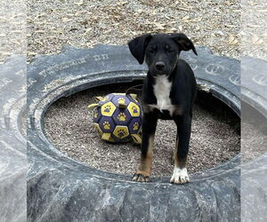 Boxer-Unknown Mix Dogs for adoption in MIDWAY, UT, USA