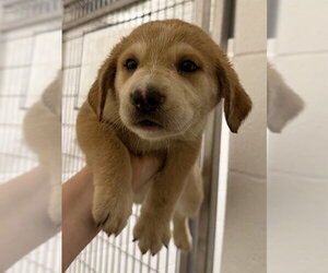 Great Dane-Labrador Retriever Mix Dogs for adoption in Houston, TX, USA