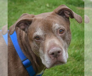 Medium Photo #1 American Staffordshire Terrier-Chocolate Labrador retriever Mix Puppy For Sale in Huntley, IL, USA