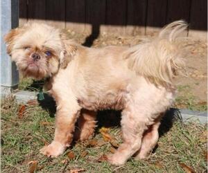 Shih Tzu Dogs for adoption in Jackson, MS, USA