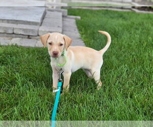 Labrador Retriever-Unknown Mix Dogs for adoption in New London, WI, USA