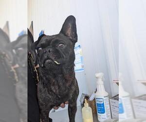 French Bulldog-Unknown Mix Dogs for adoption in Bakersfield, CA, USA