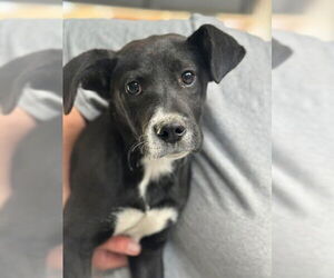 Lab-Pointer Dogs for adoption in Bethesda, MD, USA