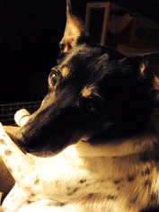 Rat Terrier Dogs for adoption in Chaska, MN, USA