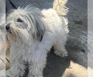 Shih Tzu Dogs for adoption in Houston, TX, USA
