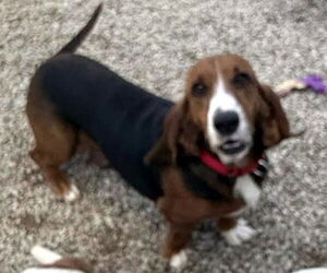Basset Hound Dogs for adoption in Deepwater, NJ, USA