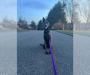 - Mix Dogs for adoption in Imlay City, MI, USA