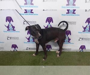 Labrador Retriever-Unknown Mix Dogs for adoption in Orlando, FL, USA