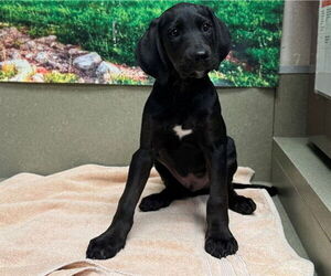 Doberman Pinscher-Unknown Mix Dogs for adoption in Moreno Valley, CA, USA