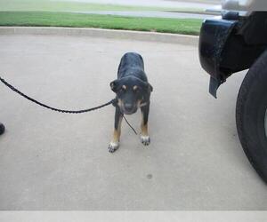 German Shepherd Dog-Unknown Mix Dogs for adoption in Oklahoma City, OK, USA