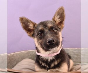 Medium Photo #4 Australian Shepherd-Chihuahua Mix Puppy For Sale in Sheridan, CO, USA