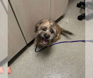 Shih Tzu-Unknown Mix Dogs for adoption in Las Vegas, NV, USA