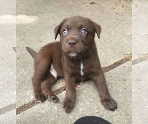 Huskies -Labrador Retriever Mix Dogs for adoption in Raleigh, NC, USA