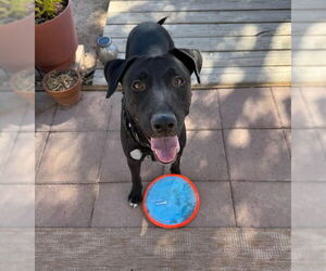 German Shepherd Dog-Unknown Mix Dogs for adoption in Las Vegas, NV, USA