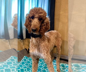 Poodle (Standard) Dogs for adoption in Pacolet, SC, USA