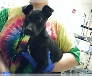 Labrador Retriever-Unknown Mix Dogs for adoption in Fayetteville, NC, USA
