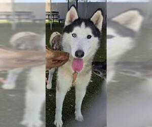 Siberian Husky Dogs for adoption in Downey, CA, USA
