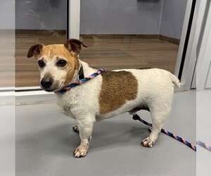 Jack Russell Terrier Dogs for adoption in Hilton Head, SC, USA