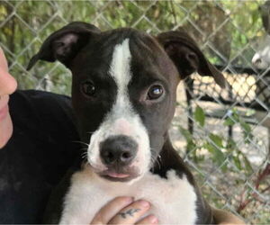 Boxer-Unknown Mix Dogs for adoption in Anniston, AL, USA