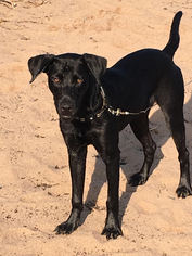 Labrador Retriever Dogs for adoption in Pequot Lakes, MN, USA