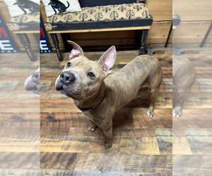 American Pit Bull Terrier-Chinese Shar-Pei Mix Dogs for adoption in Benton, PA, USA