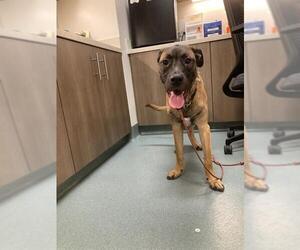 Shepradors Dogs for adoption in Baytown, TX, USA