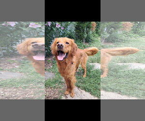 Golden Irish Dogs for adoption in Harrisburg, PA, USA