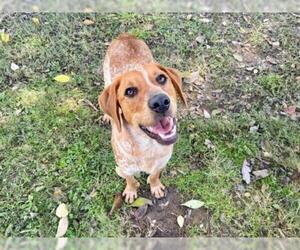 English Coonhound-Golden Retriever Mix Dogs for adoption in Murfreesboro, TN, USA