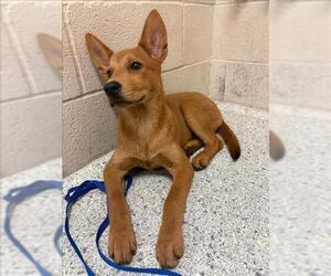 German Shepherd Dog-Unknown Mix Dogs for adoption in Conroe, TX, USA