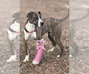 Mutt Dogs for adoption in Mooresville, NC, USA
