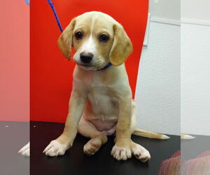 Labbe Dogs for adoption in Attalka, AL, USA