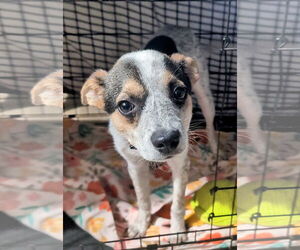 Mutt Dogs for adoption in Plainfield, IL, USA