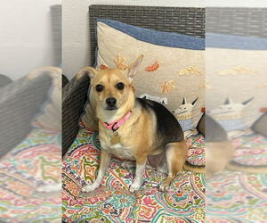 Chihuahua-Unknown Mix Dogs for adoption in Ellijay, GA, USA