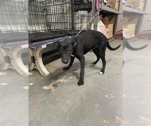 Labrador Retriever Dogs for adoption in Stockton, CA, USA