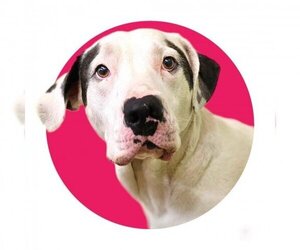 American Staffordshire Terrier Dogs for adoption in Mount Shasta, CA, USA