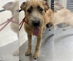 Tibetan Terrier Dogs for adoption in San Bernardino, CA, USA