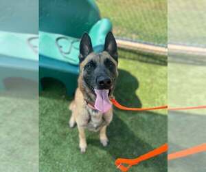 Mutt Dogs for adoption in Imlay City, MI, USA