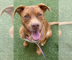 Labrador Retriever-Unknown Mix Dogs for adoption in Fayetteville, NC, USA