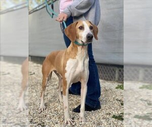 American Foxhound Dogs for adoption in Lacombe, LA, USA