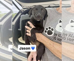 Labrador Retriever-Unknown Mix Dogs for adoption in Brewster, NY, USA