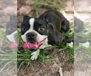 Boston Terrier-Unknown Mix Dogs for adoption in Wakefield, RI, USA