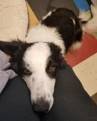 Border Collie Dogs for adoption in Mission, KS, USA