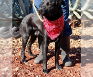 Mutt Dogs for adoption in Von Ormy, TX, USA