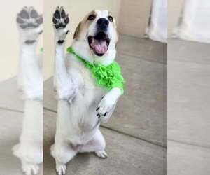 Mutt Dogs for adoption in McKinney, TX, USA
