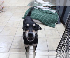 Mutt Dogs for adoption in El Centro, CA, USA