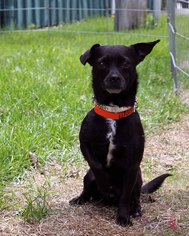 Chihuahua Dogs for adoption in Paris, ME, USA