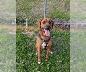 Bloodhound-Boxer Mix Dogs for adoption in Sparta, IL, USA